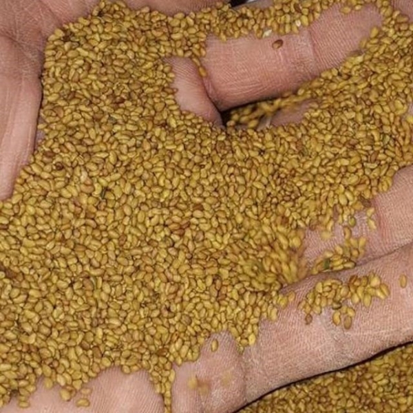 خرید و فروش انواع بذر و یونجه خرید بذر و یونجه در همدان خرید وفروش بذر گشنیزرازیانه