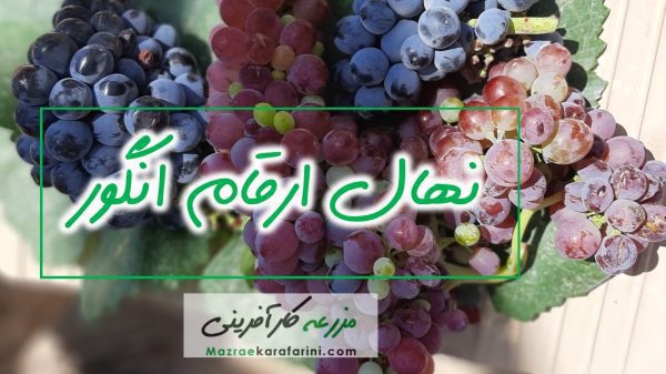 فروش انواع نهال انگور 02332300315