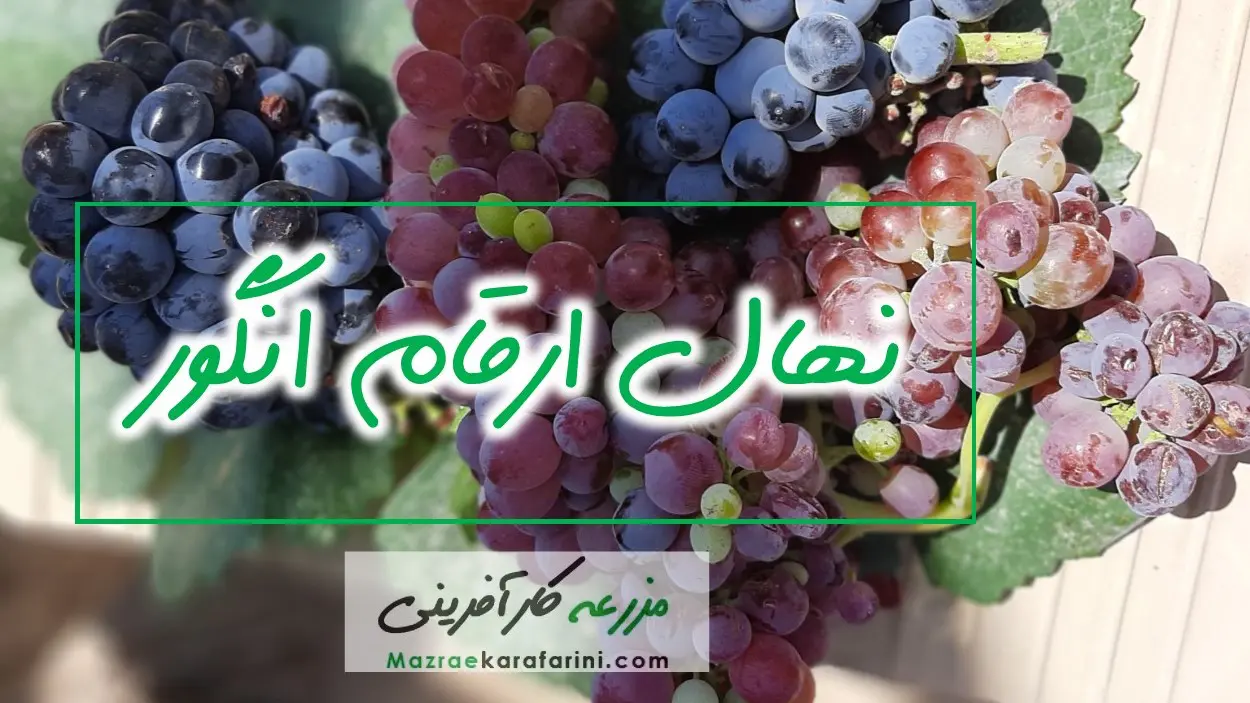 فروش انواع نهال انگور 02332300315