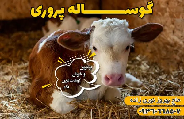 گوساله پروری