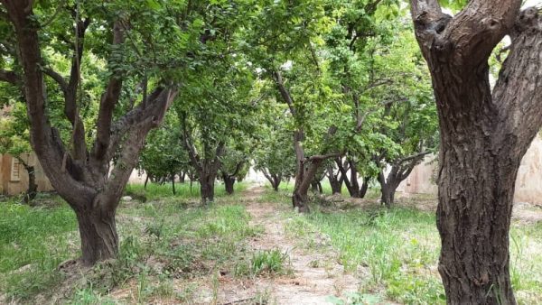 500 متر باغچه ی مشجر بسیار زیبا در  شهریار