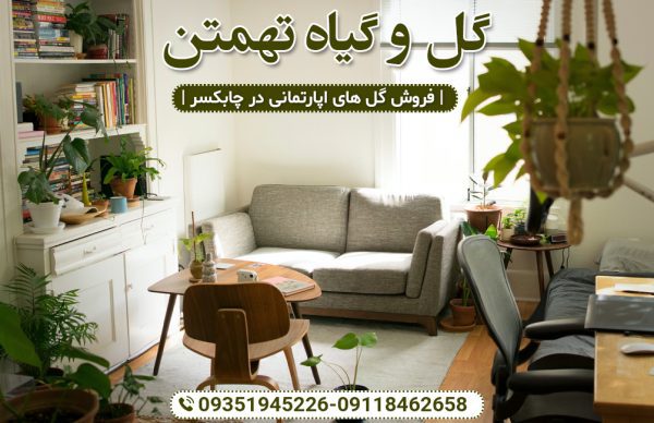 فروش گل آپارتمانی