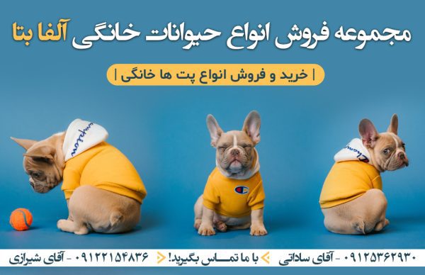 خرید و فروش تخصصی پامرانین