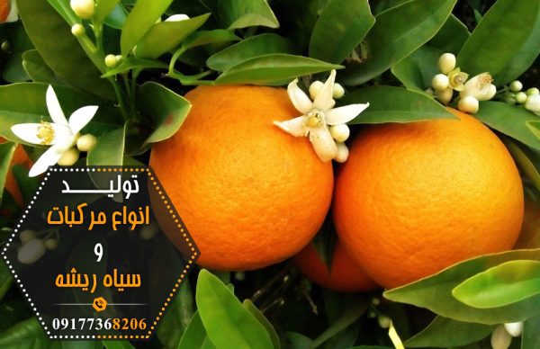 تولید مرکبات