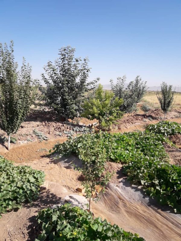 باغ یک هکتاری با درختان مثمر در مامونیه ساوه - Image 2