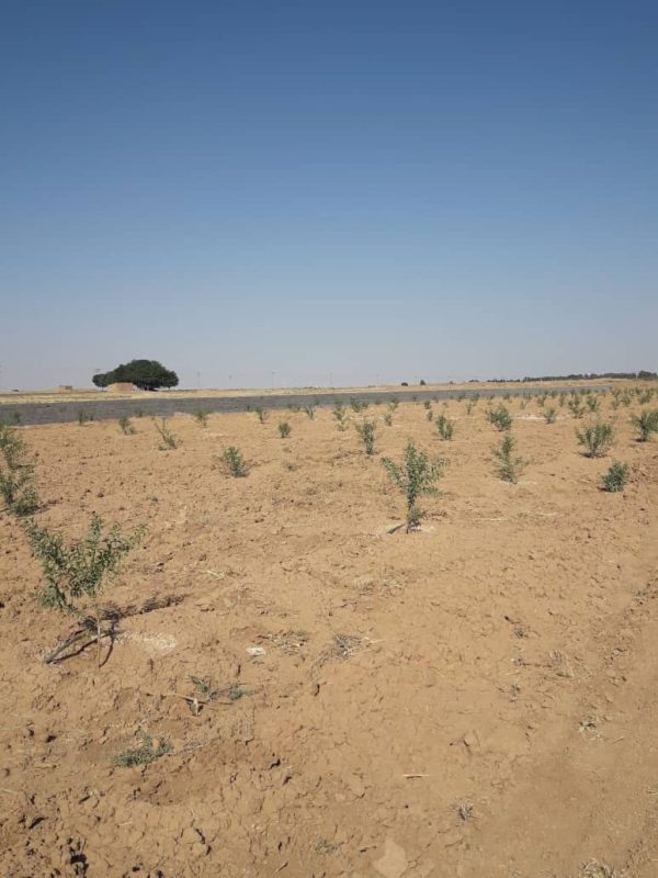 باغ یک هکتاری با درختان مثمر در مامونیه ساوه - Image 3