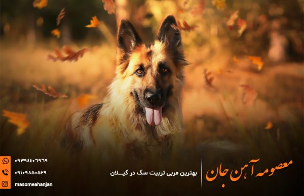 بهترین مربی سگ