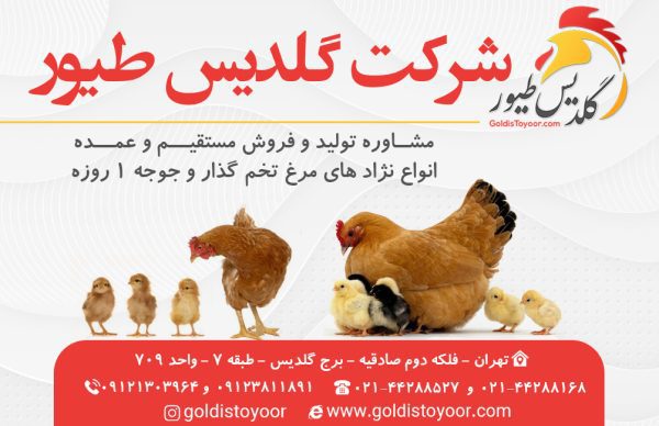 شرکت گلدیس طیور