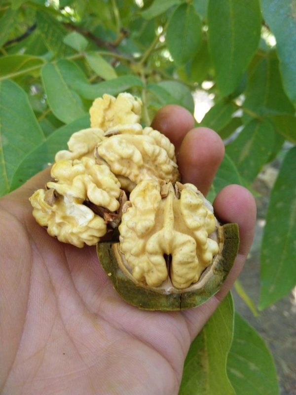 فروش مغز گردو و بادام اعلا تویسرکان - Image 8