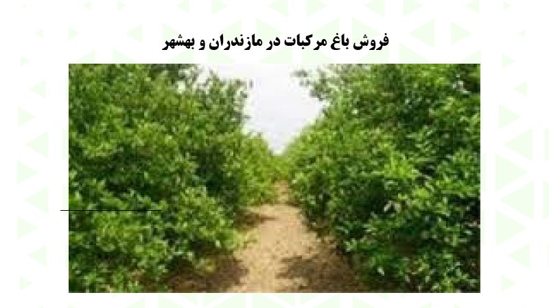فروش باغ مركبات در مازندران و بهشهر