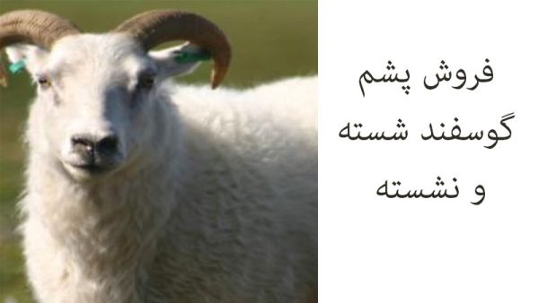 فروش پشم گوسفند شسته و نشسته