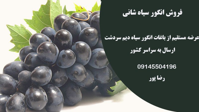 عرضه مستقیم انگور سیاه در تهران