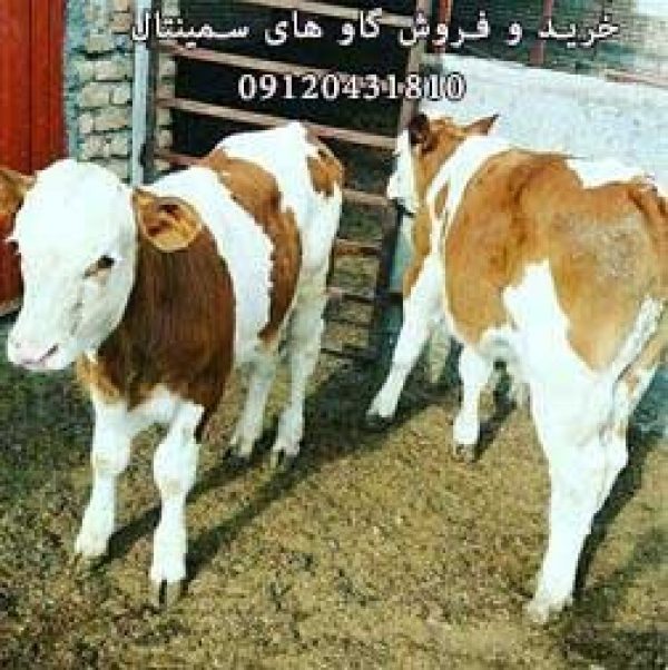 خرید و فروش گاو و گوساله سمینتال و هلشتاین در کرمانشاه