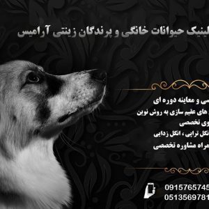بهترین کلینیک حیوانات خانگی و پرندگان زینتی در مشهد