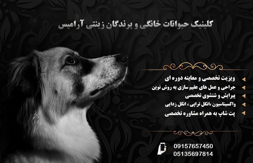 بهترین کلینیک حیوانات خانگی و پرندگان زینتی در مشهد