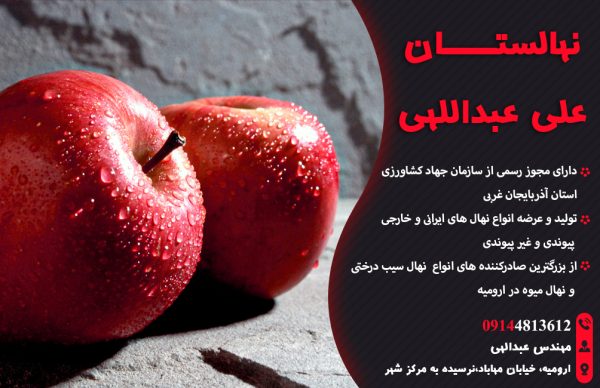 صادرات انواع سیب درختی و نهال میوه در ارومیه  | نهالستان علی عبداللهی در ارومیه