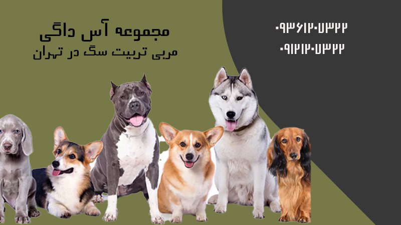 بهترین مربی تربیت سگ در تهران