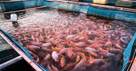 تولید و پرورش ماهی در البرز
